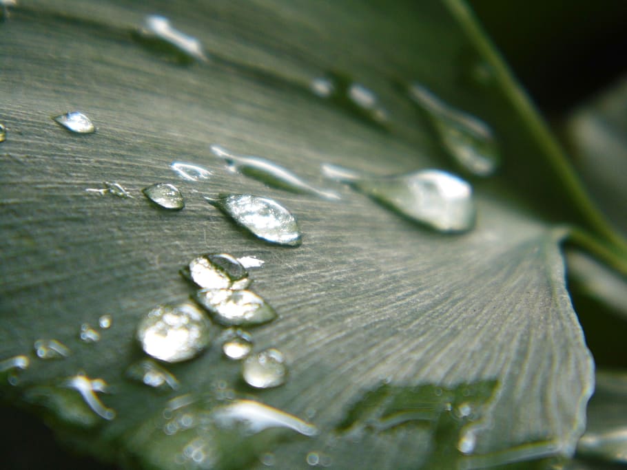 ginkgo, drops of water, leaf, drop, wet, close-up, water, plant, freshness, green color