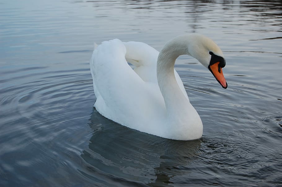 Swan, Lake, Nature, Water, Fidelity, swan, lake, tenderness, white swan, mirror reflection, river