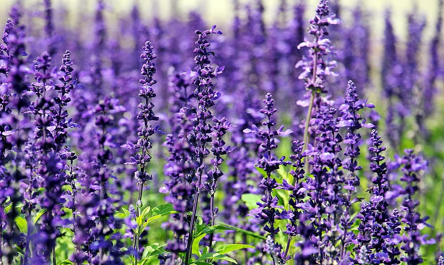 ベッド, ラベンダー植物, ラベンダー, 花, 紫の花, 青い花, 自然, 夏, 花紫, 植物