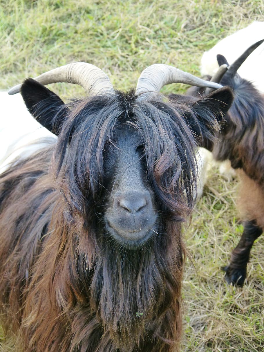 Goat, Mammal, Hair, Eyes, paarhufer, pasture, domestic animals, animal themes, livestock, day