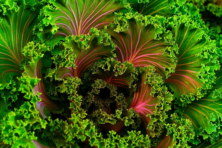 close-up of lettuce, green, pink, leaves, kale, vegetable, healthy, food, green color, underwater