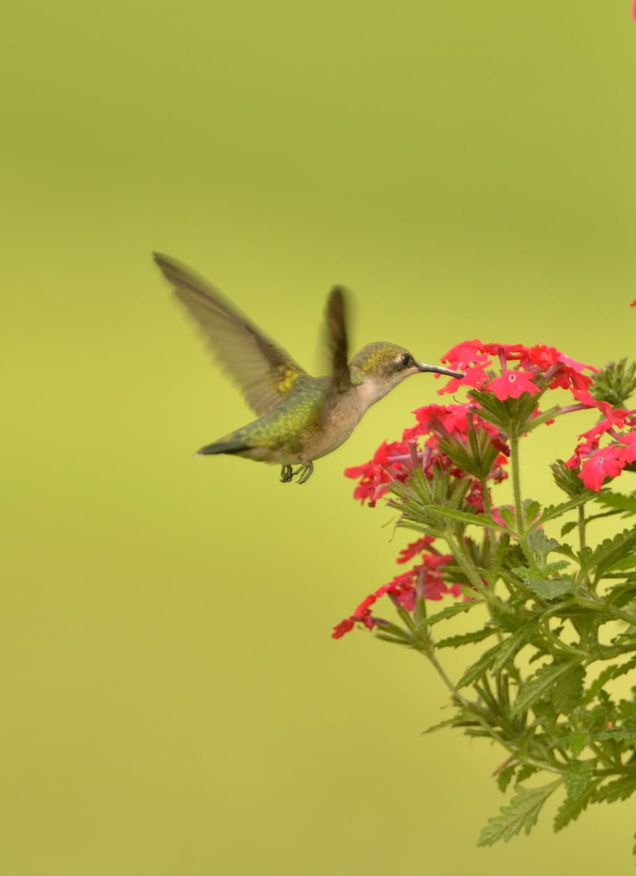 burung bersenandung, terbang, bunga, burung kolibri, burung terbang, tanaman berbunga, tanaman, satu hewan, keindahan di alam, tema binatang