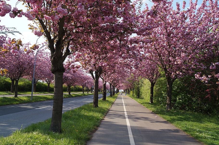 roadway, surrounded, cherry, blossom, trees, Cherry Blossom, Cherry, Tree, tree, magdeburg wrong, spring