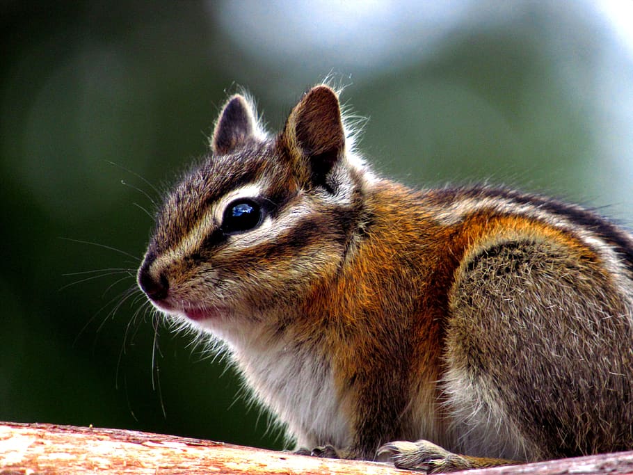 chipmunk, rodent, cute, nature, furry, animal, wildlife, wild, mammal, small