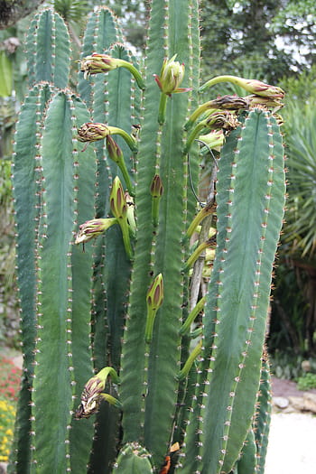 Fotos flor de espuela libres de regalías | Pxfuel