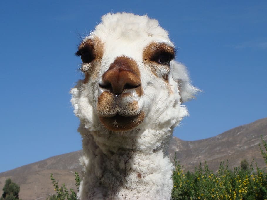 alpaca, lama, cute, sweet, mammal, head, peru, glance, animal, animal themes