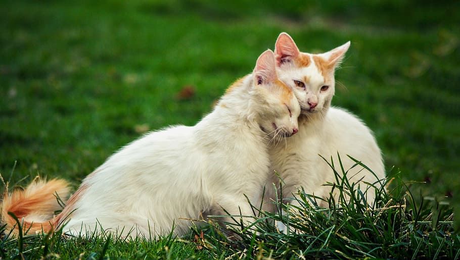 dos, gato, sentado, verde, campo de hierba, blanco, naranja, gatos, hierba, césped