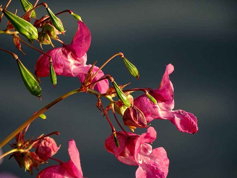 赤, バルサムの花のクローズアップ写真, バルサム, ピンク, インドのスプリングクラウト, 花, 野生の花, 植物, 閉じる, 自然