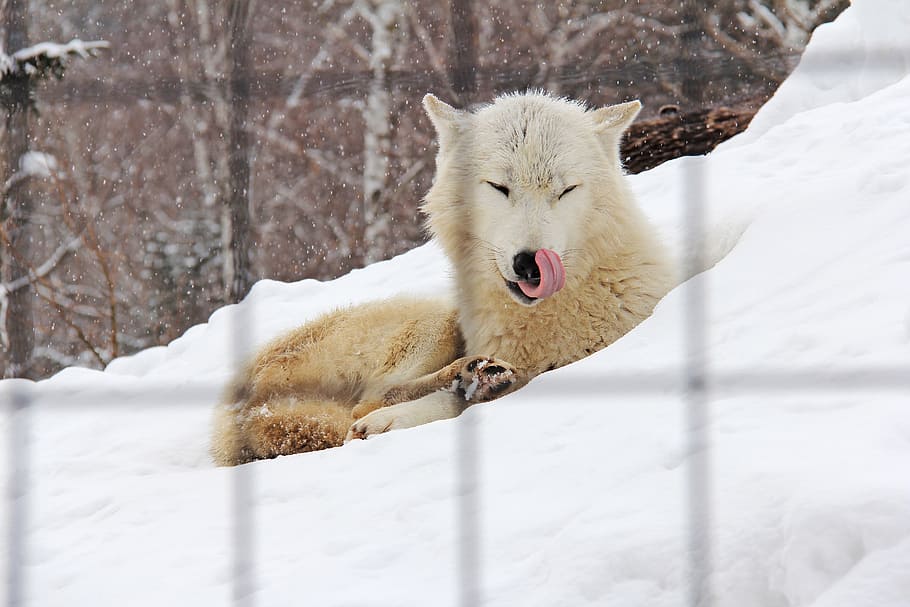 branco, lobo, neve, raposa do ártico, raposa, inverno, frio, hokkaido, ásia, japão