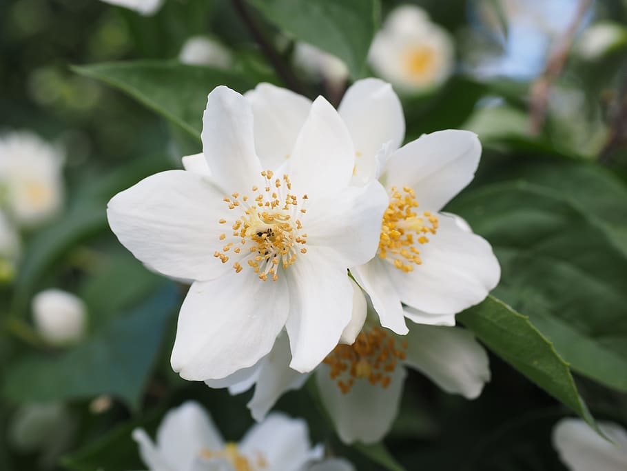 white flowers, mock orange, jasmin, flowers, white, european whistle shrub, philadelphus coronary, pale whistle shrub, summer jasmine, bauer jasmin