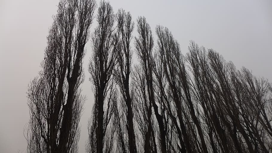árboles gigantes, cielos grises hacia arriba, cielo, naturaleza, sin gente, vista de ángulo bajo, cielo despejado, día, árbol, belleza en la naturaleza