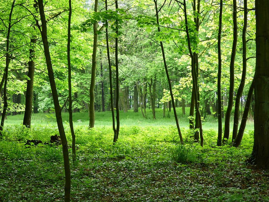 árvores com folhas verdes, floresta, vista, natureza, Polônia, verde, roslinność, árvore, ramos, vegetação