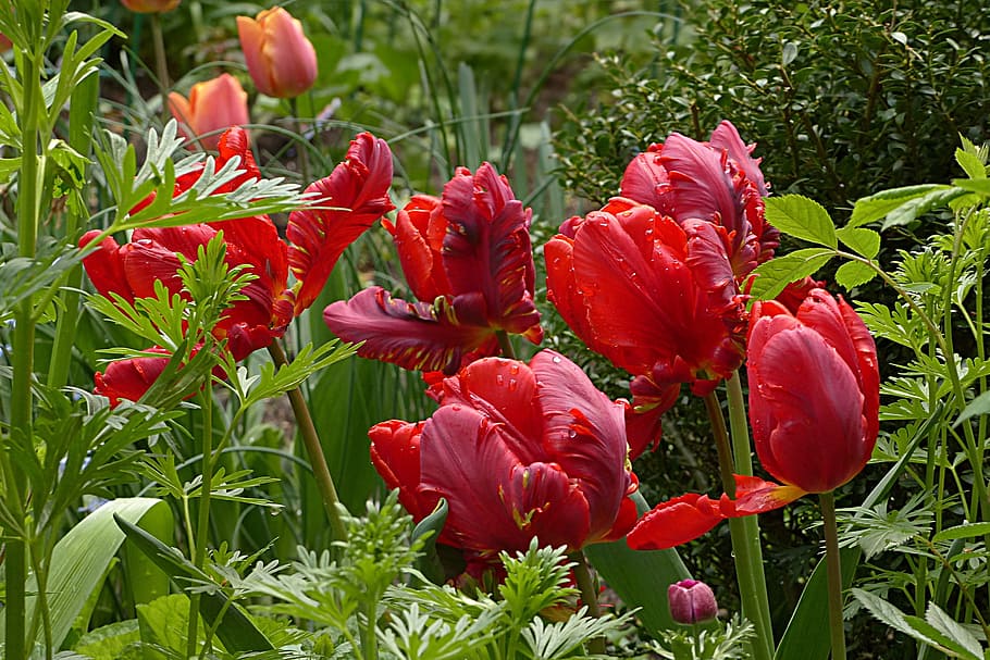 花, チューリップ, オウム, オウムチューリップ, 赤, 春, 成長, 植物, 自然, ケシ
