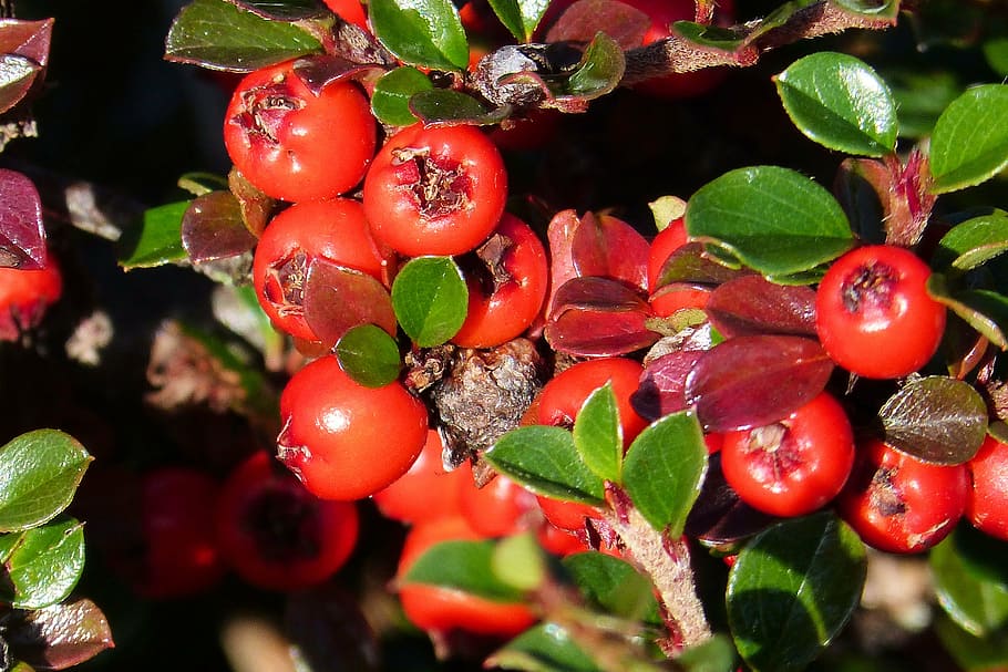 cotoneaster, fruits, red, rose greenhouse, periwinkle, ornamental plant, fruit, leaf, plant part, food