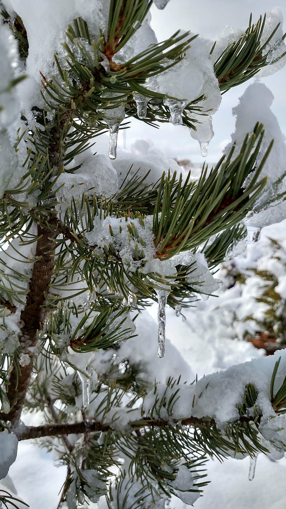 pinus edulis, pino, sempre viva, árvore, neve, inverno, pingentes, temperatura fria, plantar, natal