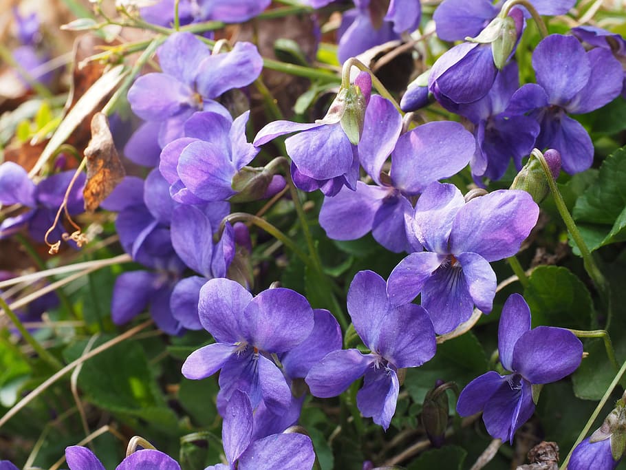 purple flowers, scented violets, violet, flower, blossom, bloom, viola odorata, march violets, fragrant violets, violet plant