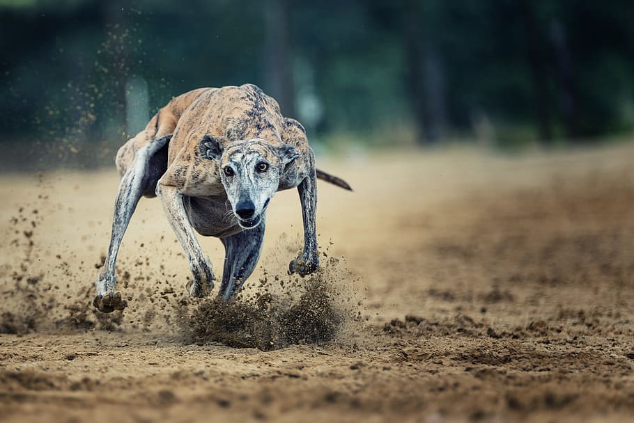 brindle greyhound, running, brown, soil, daytime, action, racecourse, race, sport, career