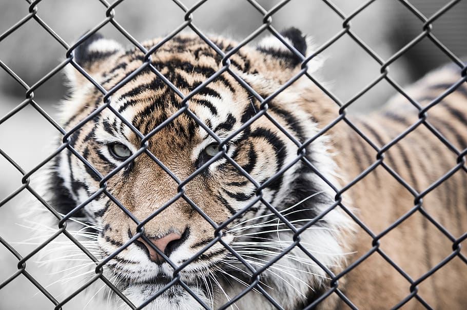 tiger, cat, animal, wildlife, woods, wire, fence, barrier, carnivore, feline