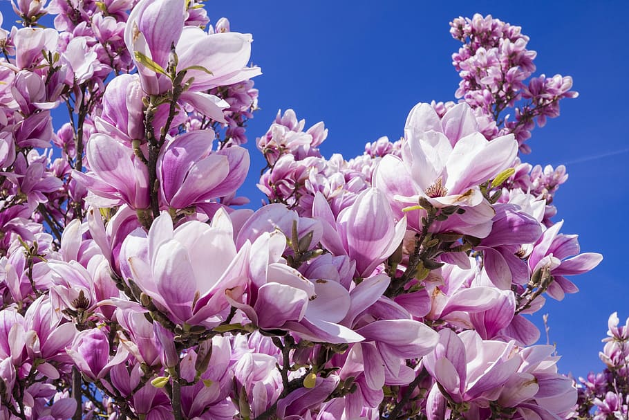 白, 紫, 花びらの花, 青, 空, モクレン, 花, ピンク, モクレンの花, blütenmeer
