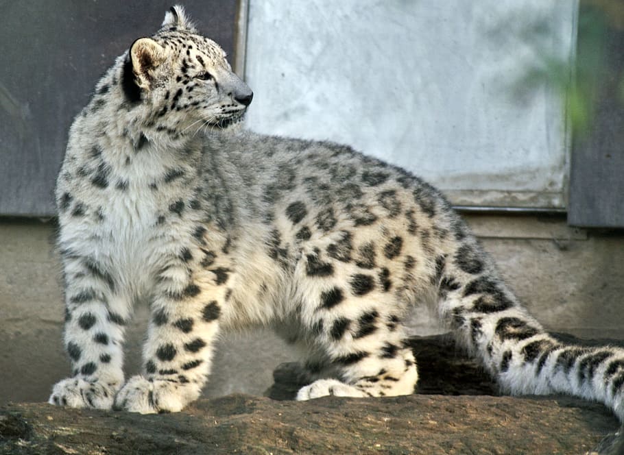 brown, black, leopard, snow leopard, young animal, snow, cat, predator, wilderness, threatened