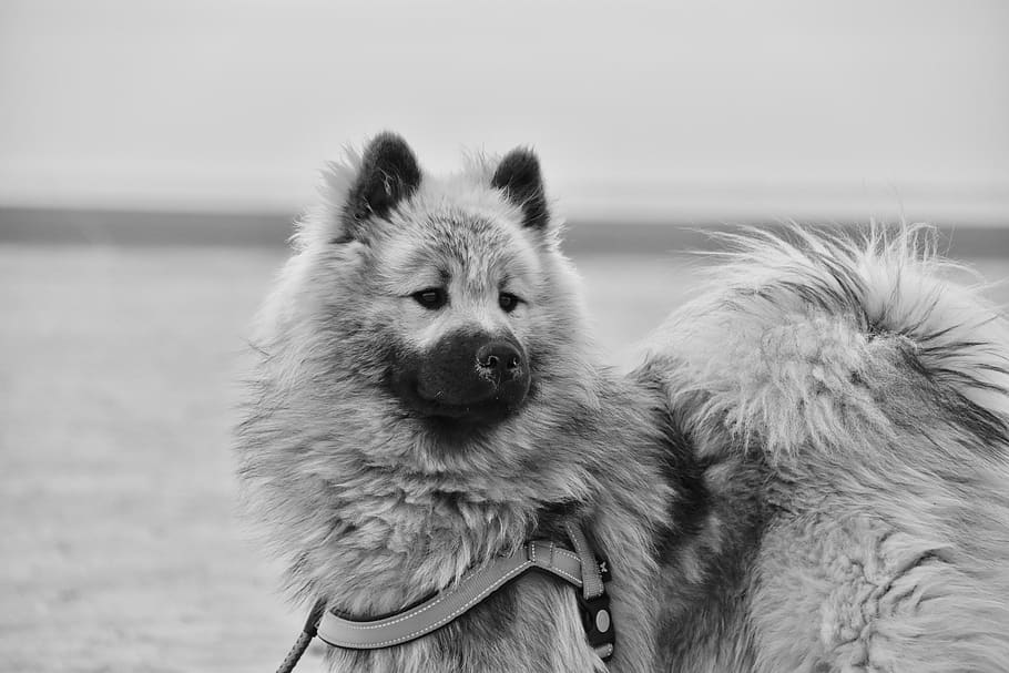 dog, eurasier, black and white photo, male, dog olaf-blue, adorable, companion, mascot, soft, cute