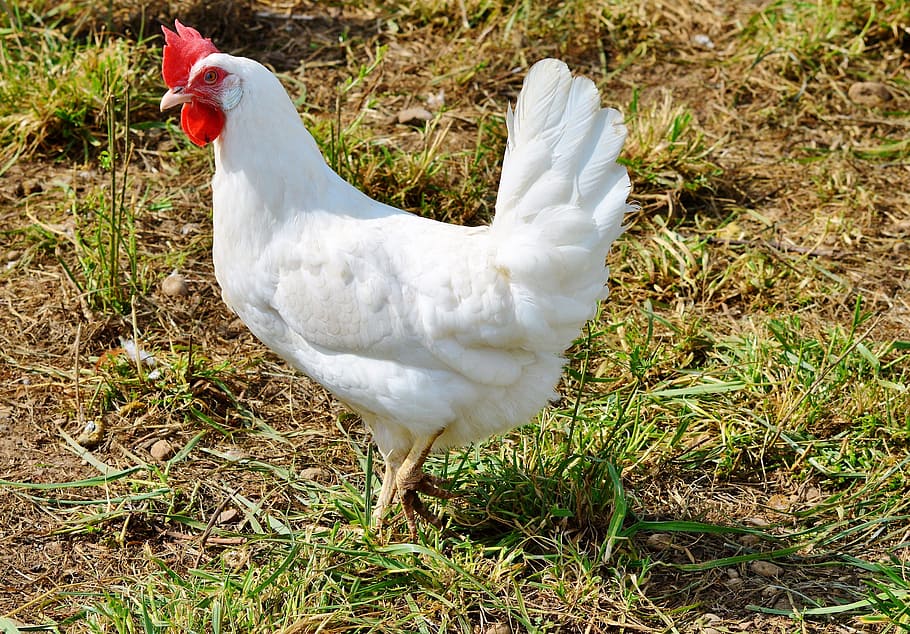 putih, ayam jantan, padang rumput, ayam, ayam betina, unggas, menyirip, kisaran, pertanian, telur