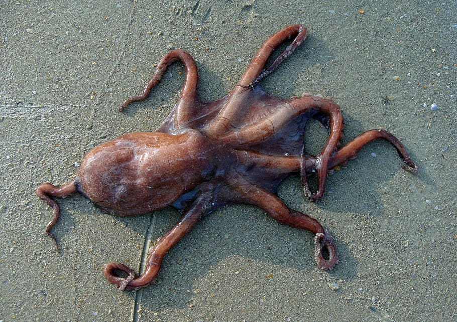 brown octopus, octopus, beach, sand, sea, animal, marine, organism, indian ocean, octopus vulgaris