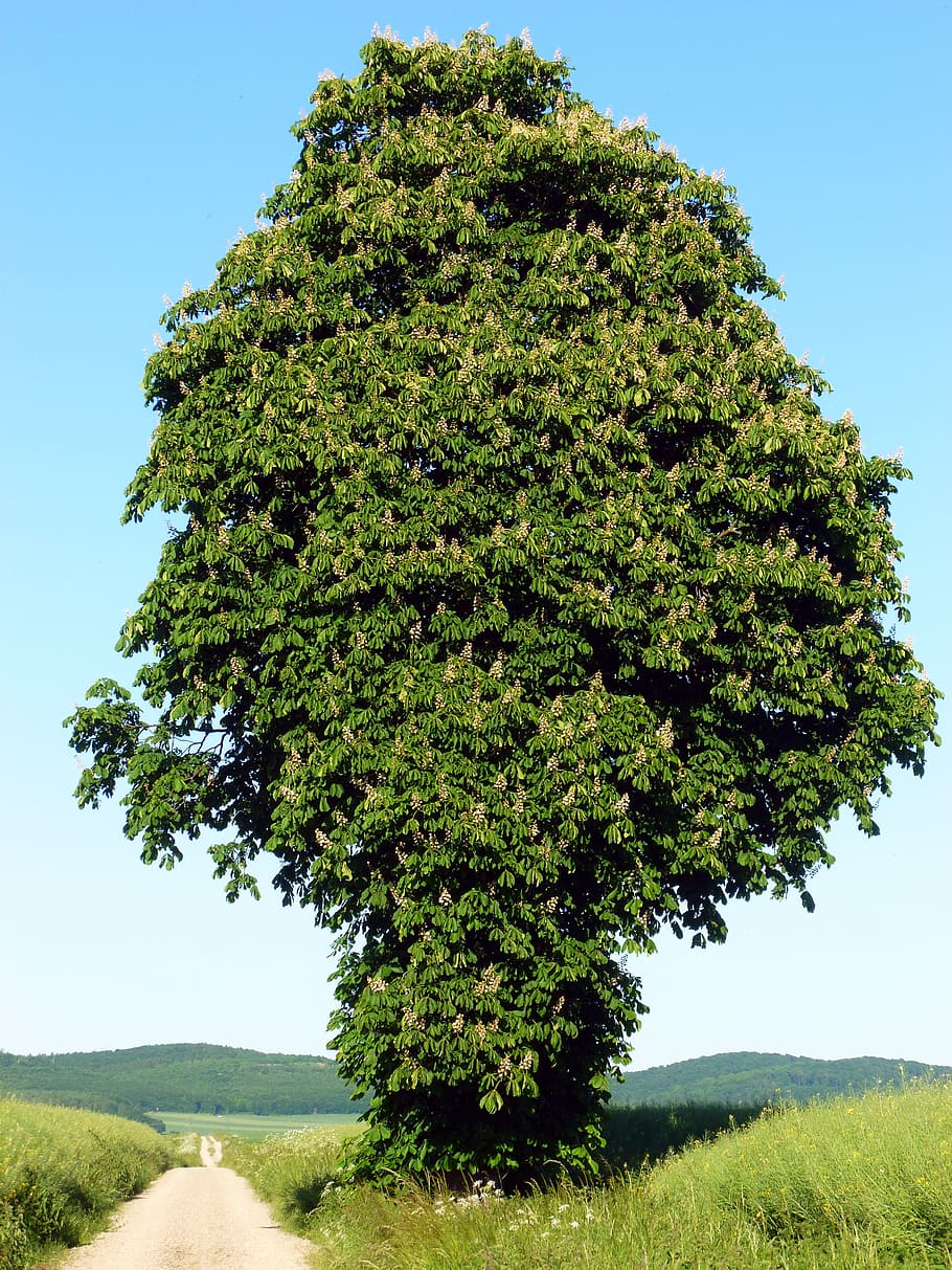 Chestnut Tree, Deciduous Tree, chestnut, blossom, bloom, tree, chestnut leaf, chestnut blossom, leaves, branches