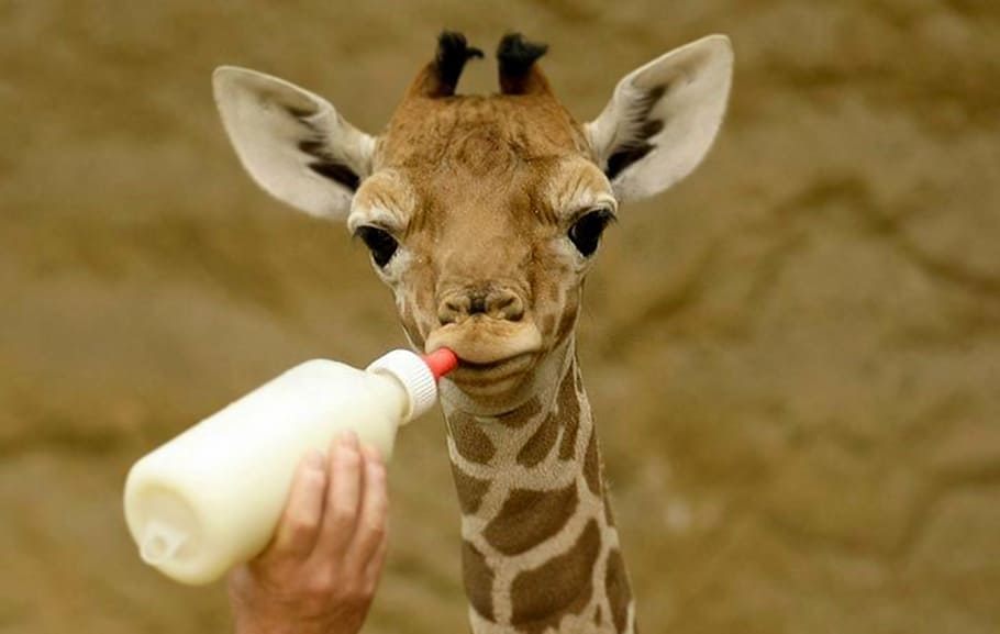 person, feeding, giraffe, bottle, milk, nutrition, baby animal, mammal, one animal, focus on foreground