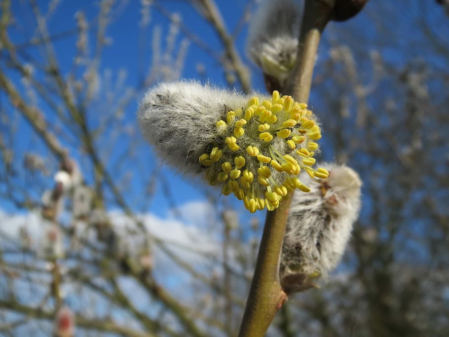 Salix Caprea, Goat Willow, Pussy Willow, great sallow, catkins, inflorescence, macro, flora, botany, plant