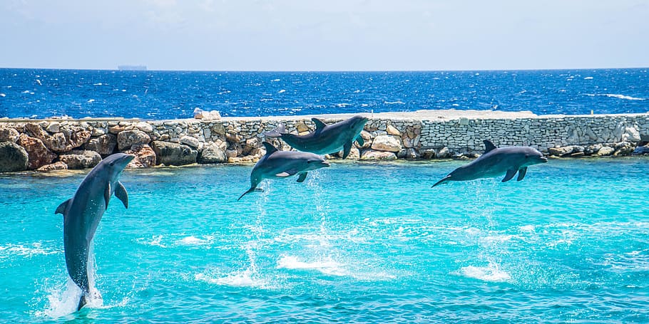 cuatro, gris, delfines, saltando, muelle, acrobacias, mar, marino, naturaleza, agua