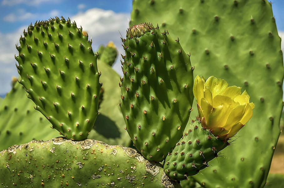 flower, yellow flower, prickly pear, flowering, petals yellow, prickly pear cactus, cactus, succulent plant, green color, thorn