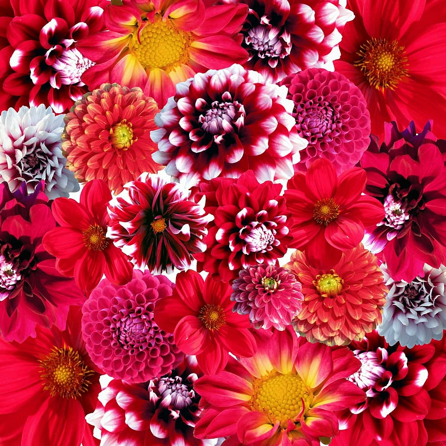flores de dalia de colores variados, otoño, dalias, flores, flor, floración, naturaleza, dalia, rojo, planta