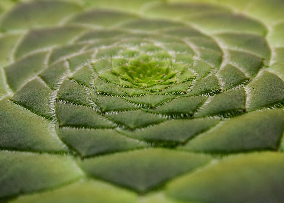 verde, suculenta, foto de close-up, aeonium tabuliforme, prato suculento, planta, fechar, escamosa, escala, flor