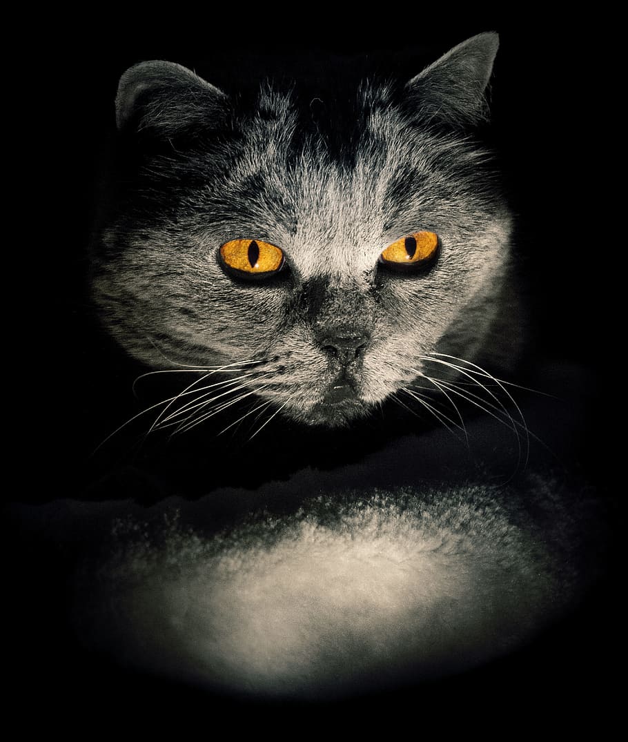 kucing abu-abu, kucing, hipnosis, kegelapan, mata, selamat malam, aneh, suram, gelap, lichtspiel