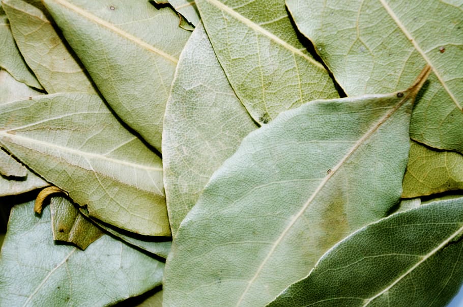 oval, green, leaf lot, Bay Leaf, Pepper, Cooking, Laurel, dried, leaf, green color