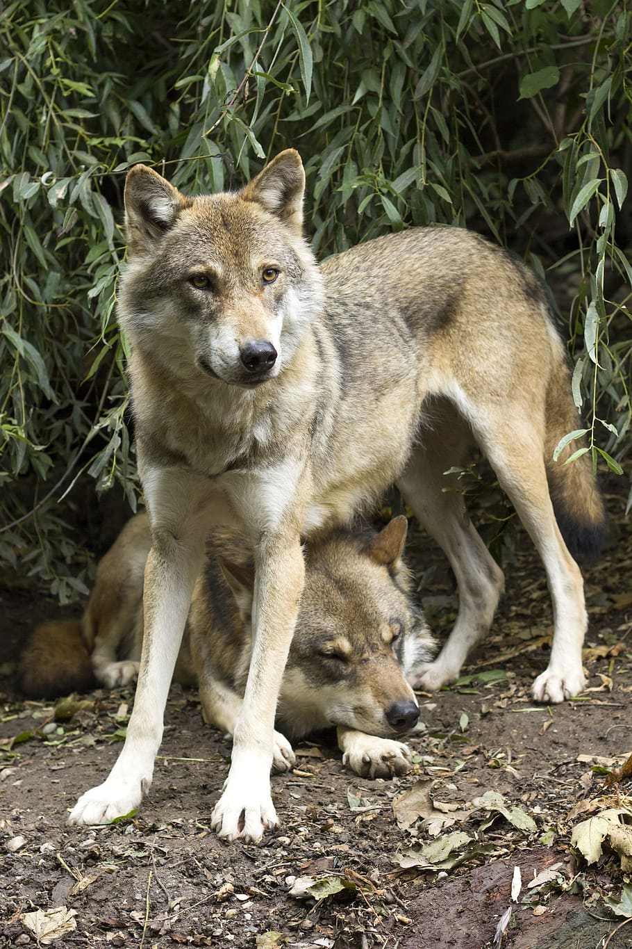 two, brown, wolves, green, leafed, plant, wolf, canis lupus, european wolf, predator