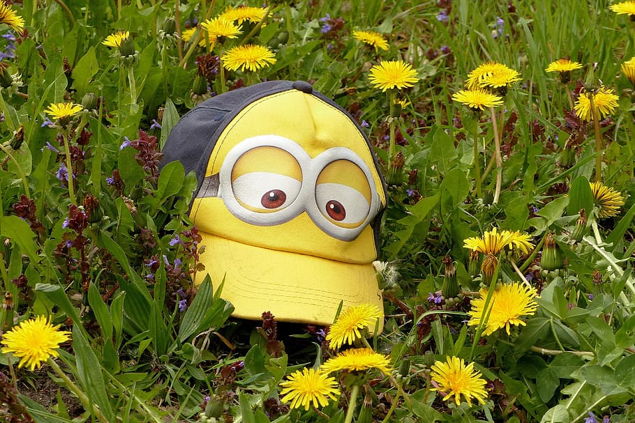 black, yellow, minion, fitted, cap, flower field, cool, goggles theme, minions, lying between dandelion