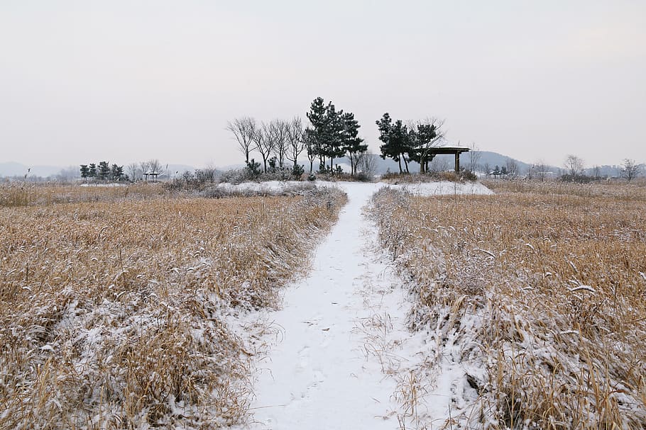 nature, scenery, s, some people don't, outdoors, snow, line of vision, snow to the northern landscape, silver grass, reeds forest