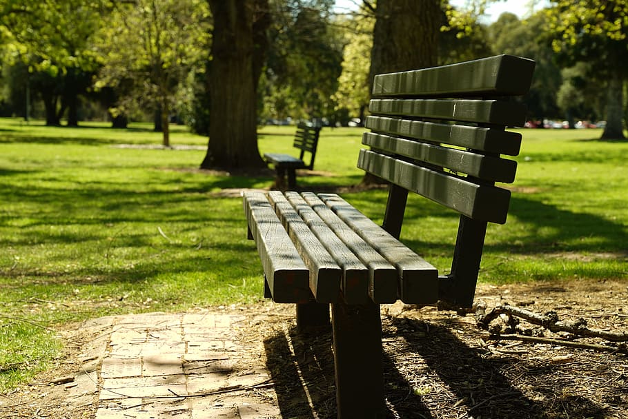 park, bench, relax, outdoors, summer, adelaide, tree, plant, seat, park - man made space