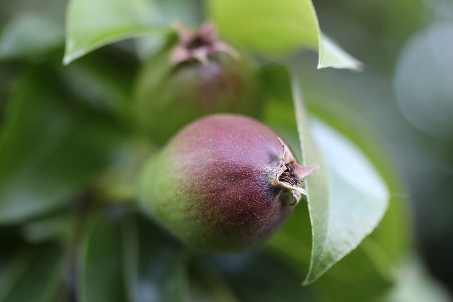 pear, thrive, green, red, grow, fruit, smart, tree, branch, nature