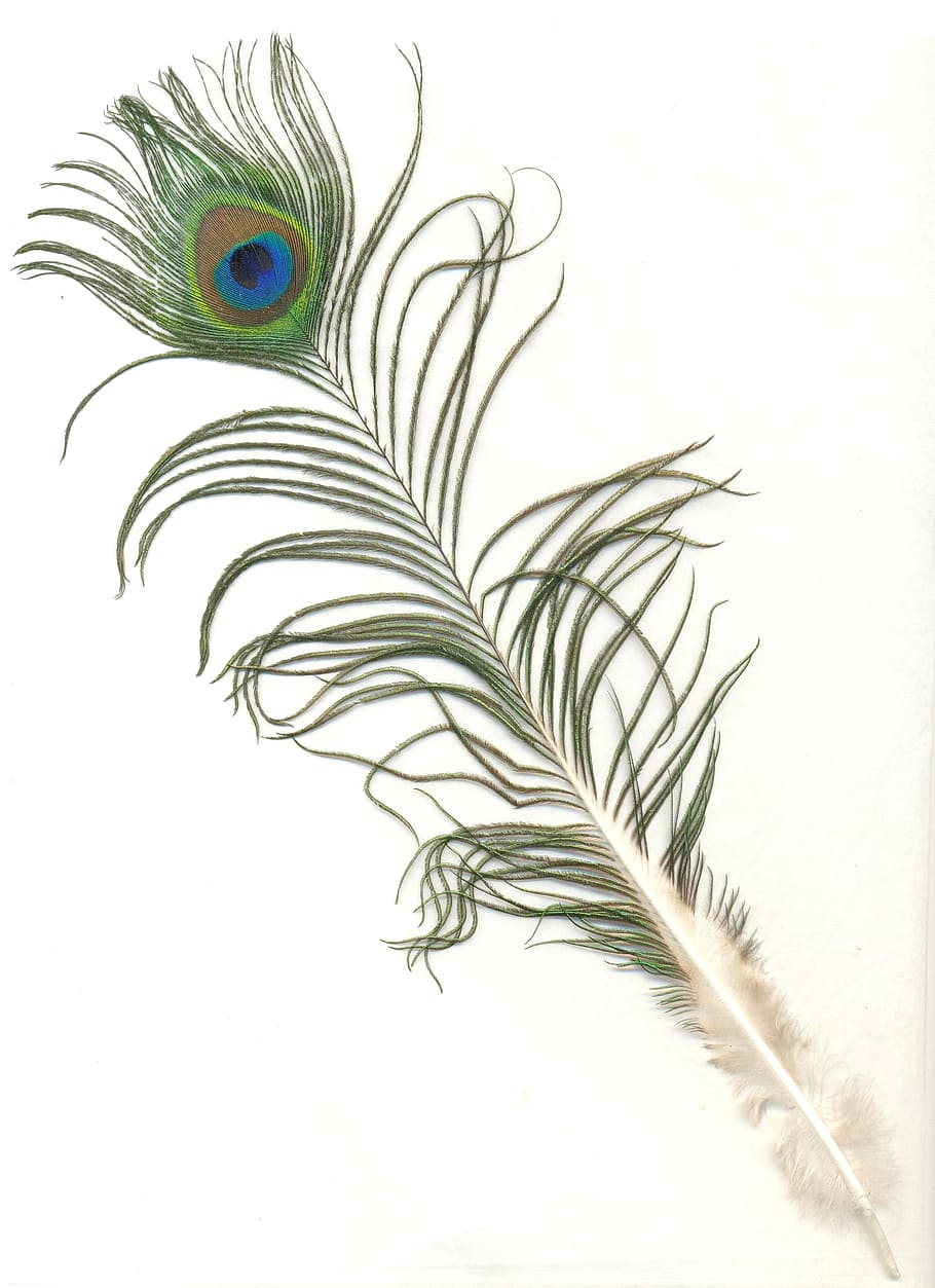 peacock feather, white, background, male, indian, bird, pattern, colorful, green, blue