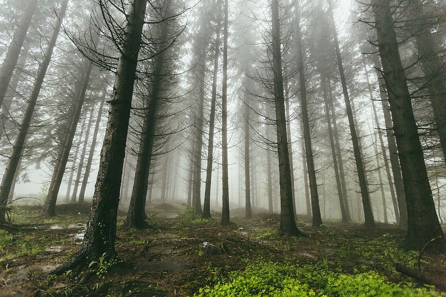 nature, forests, trees, grass, lush, vegetation, fog, eerie, rows, lines
