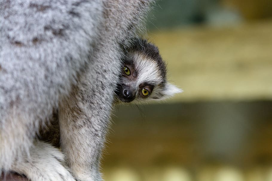 Lemur, little lemur, mammal, one animal, animal wildlife, focus on foreground, animals in the wild, close-up, vertebrate, portrait