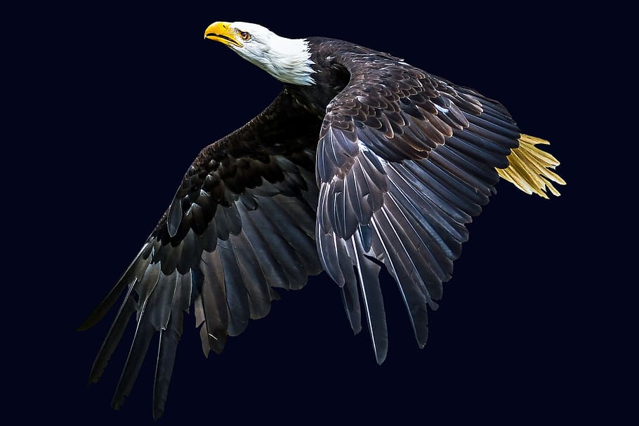 águila, animal, ave, mundo animal, ala, naturaleza, águila calva, volar, dom, aislado