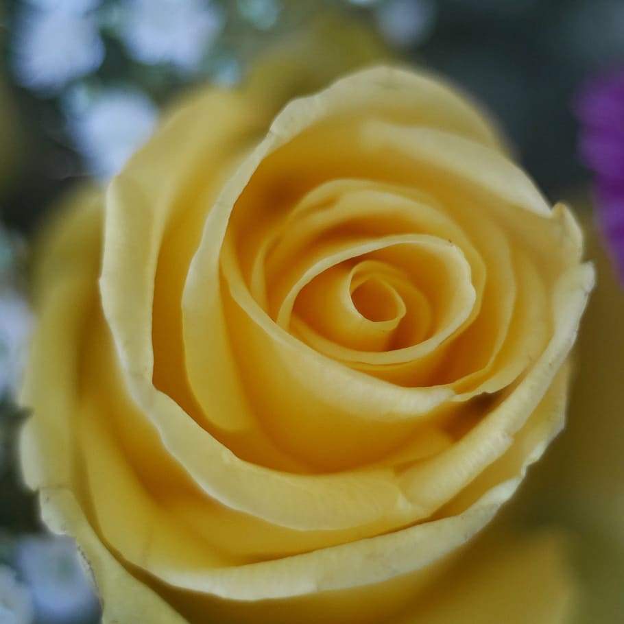 nuclear marco switar 50mm, rose, yellow, flower, close, yellow roses, bud, garden rose, rose blooms, rose bloom