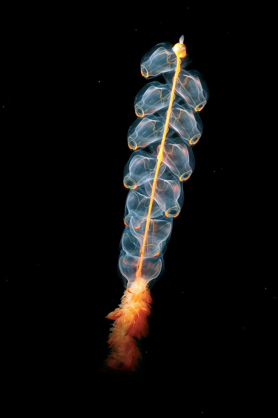 blue, orange, deep, sea creature, jellyfish, cnidarian, marrus orthocanna, siphonophores, state jellyfish, hydrozoe