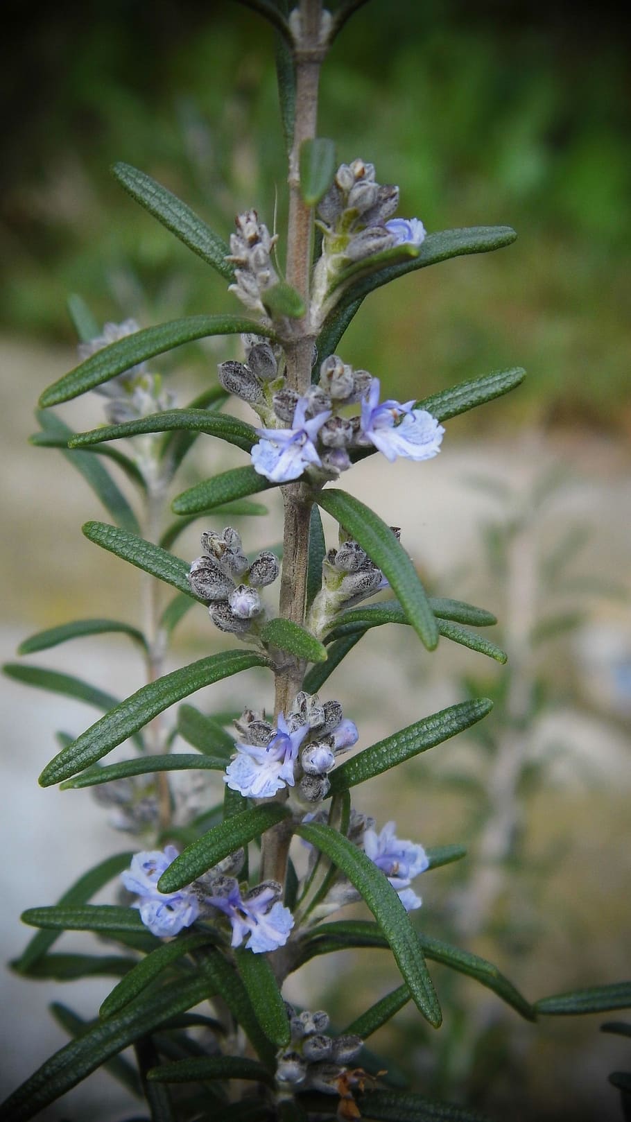 plant, rosemary, flowering plant, flower, beauty in nature, vulnerability, fragility, close-up, growth, focus on foreground