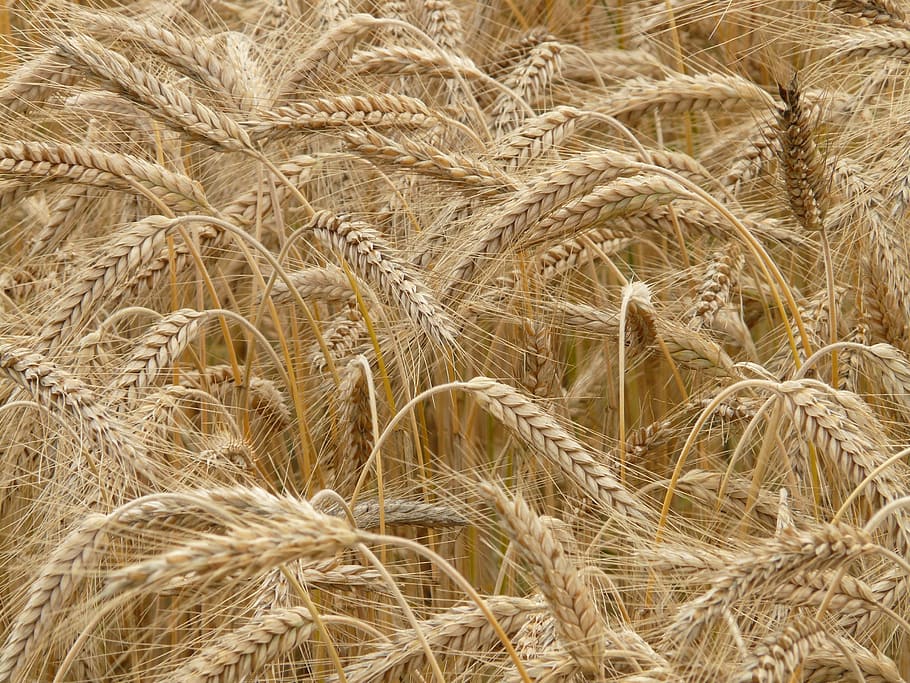 campo de trigo marrom, espigão, centeio, cereais, grão, campo, campo de centeio, milharal, planta, centeio nutritivo