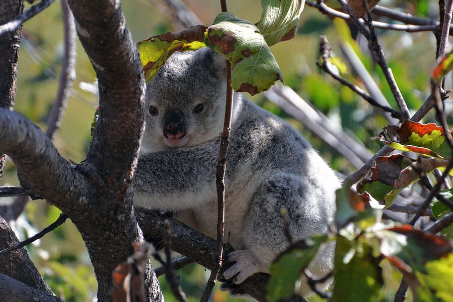 회색, 코알라, 나뭇 가지, 낮, 코알라 곰, 자연, 껴안다, 동물, 오스트레일리아, 야생의 삶